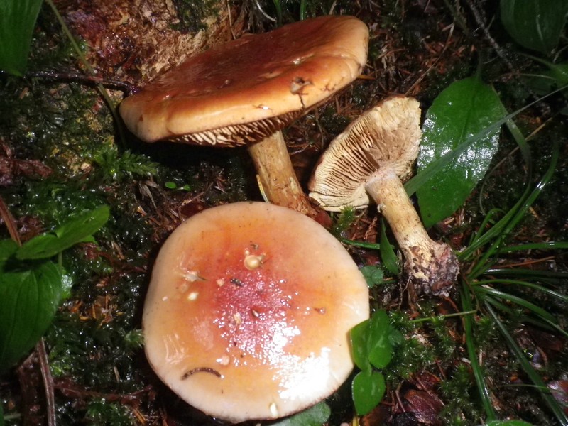 Lactarius da identif.